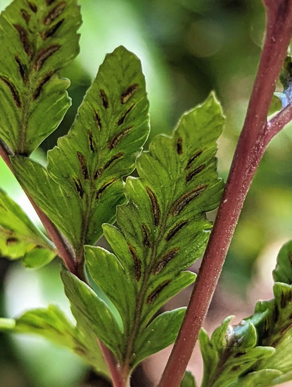 Athyrium otophorum fruit
