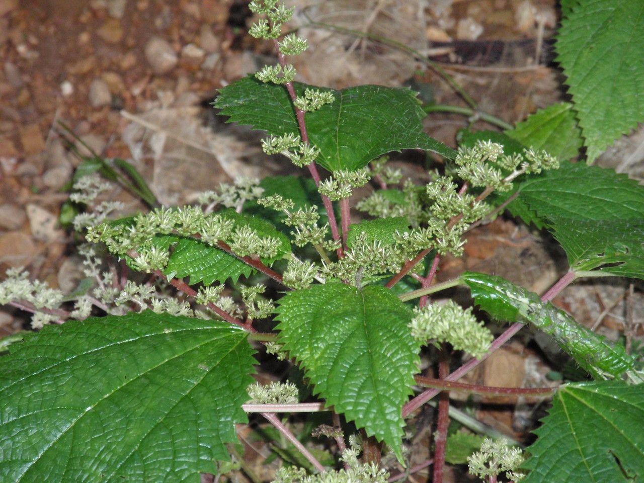 Laportea aestuans flower