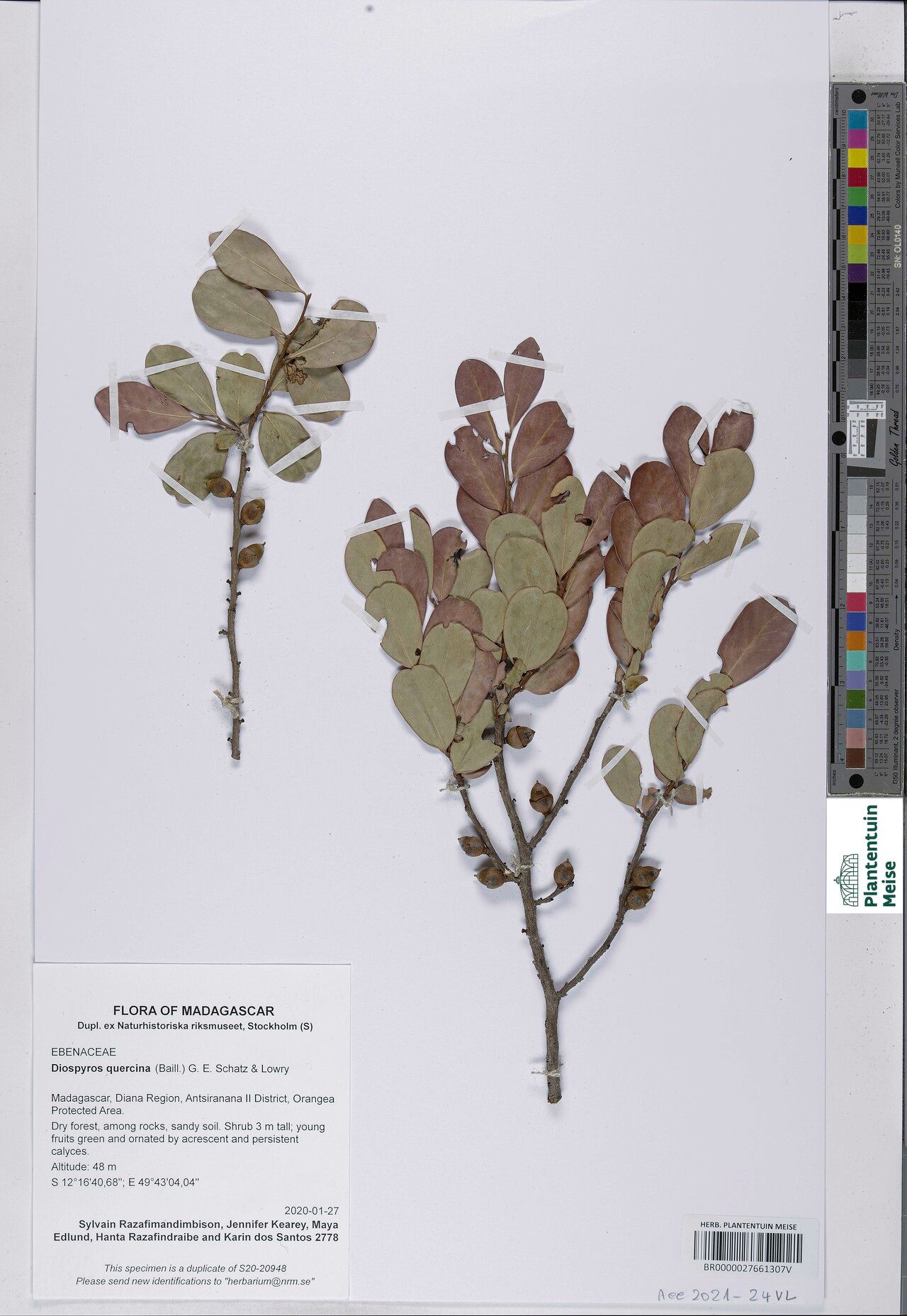 Diospyros quercina — houseplant care guide