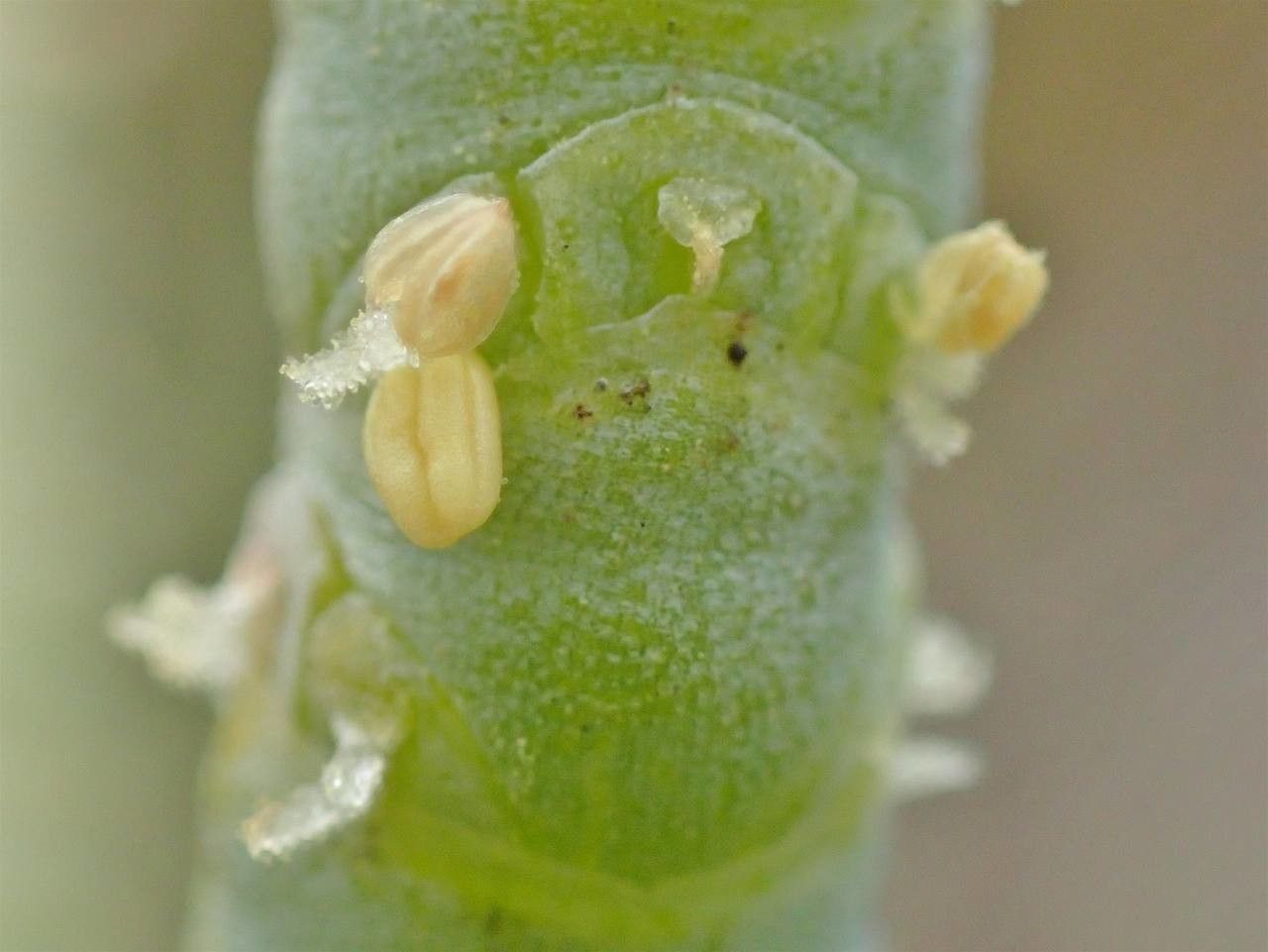 Sarcocornia fruticosa flower