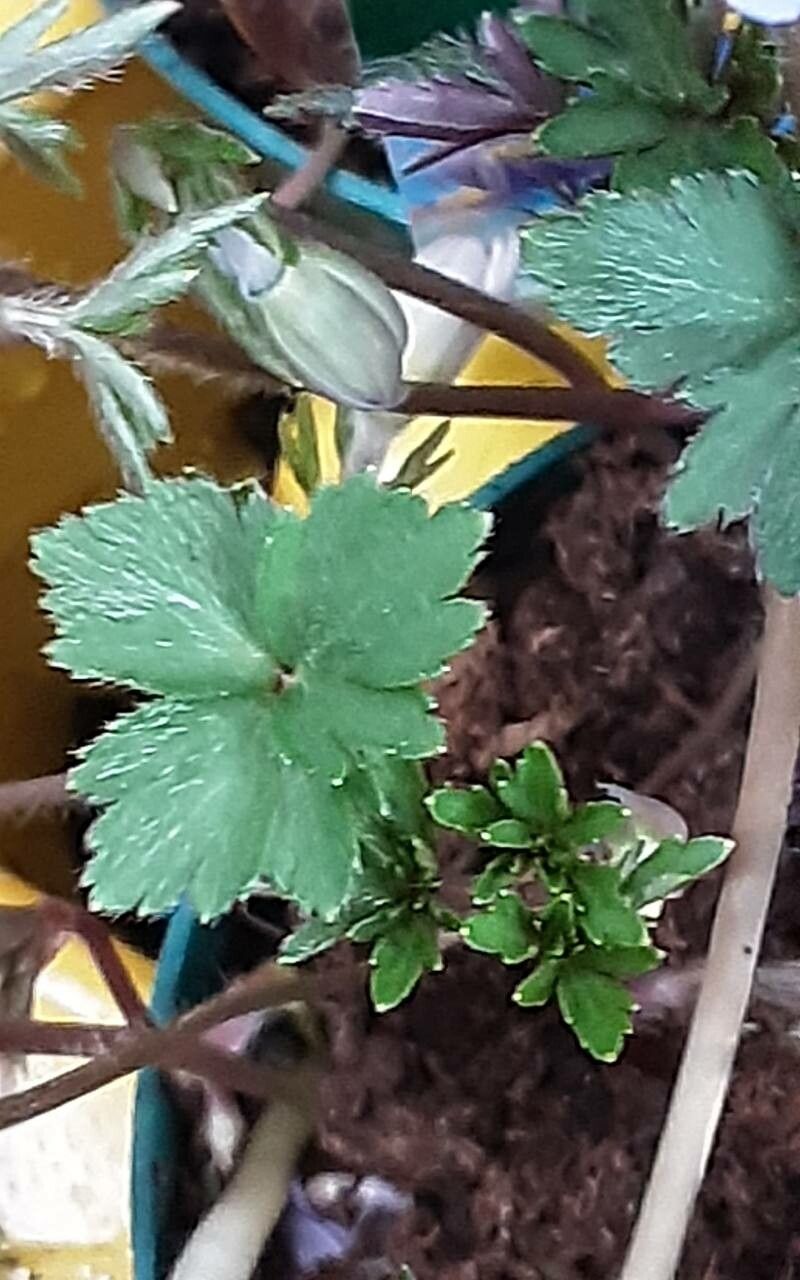 Anemonoides apennina leaf