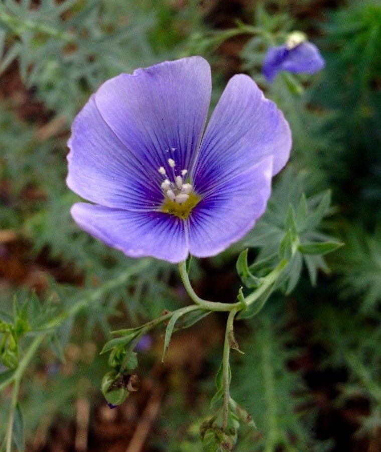 Linum alpinum flower