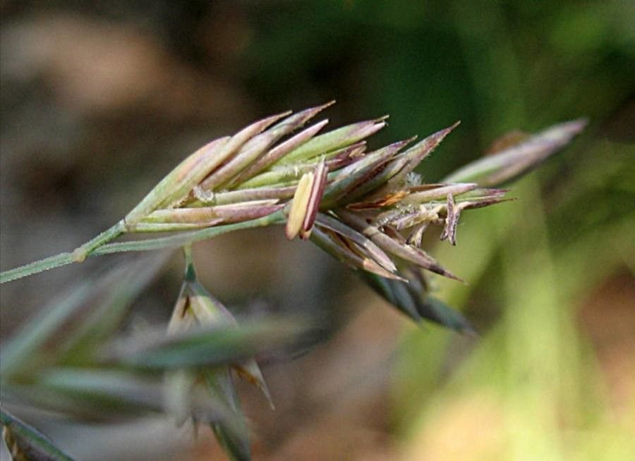 Festuca inops — houseplant care guide