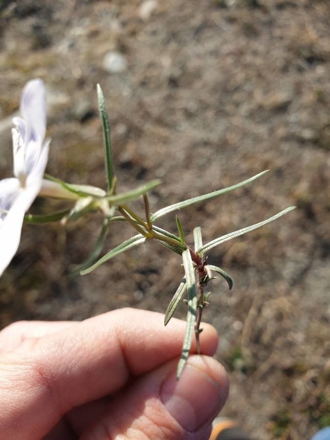 Phlox longifolia — search result for 'Phlox'