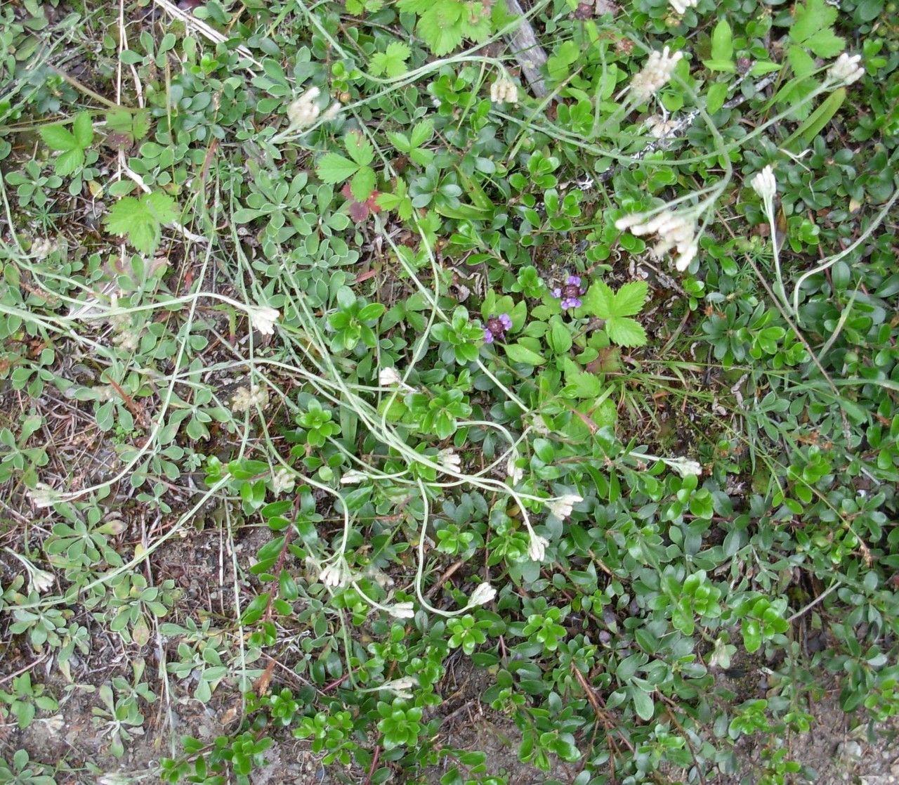 Antennaria lanata habit