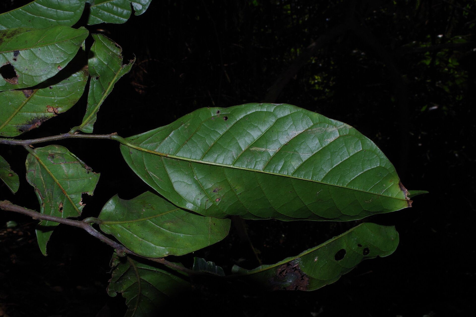 Uvaria mollis leaf
