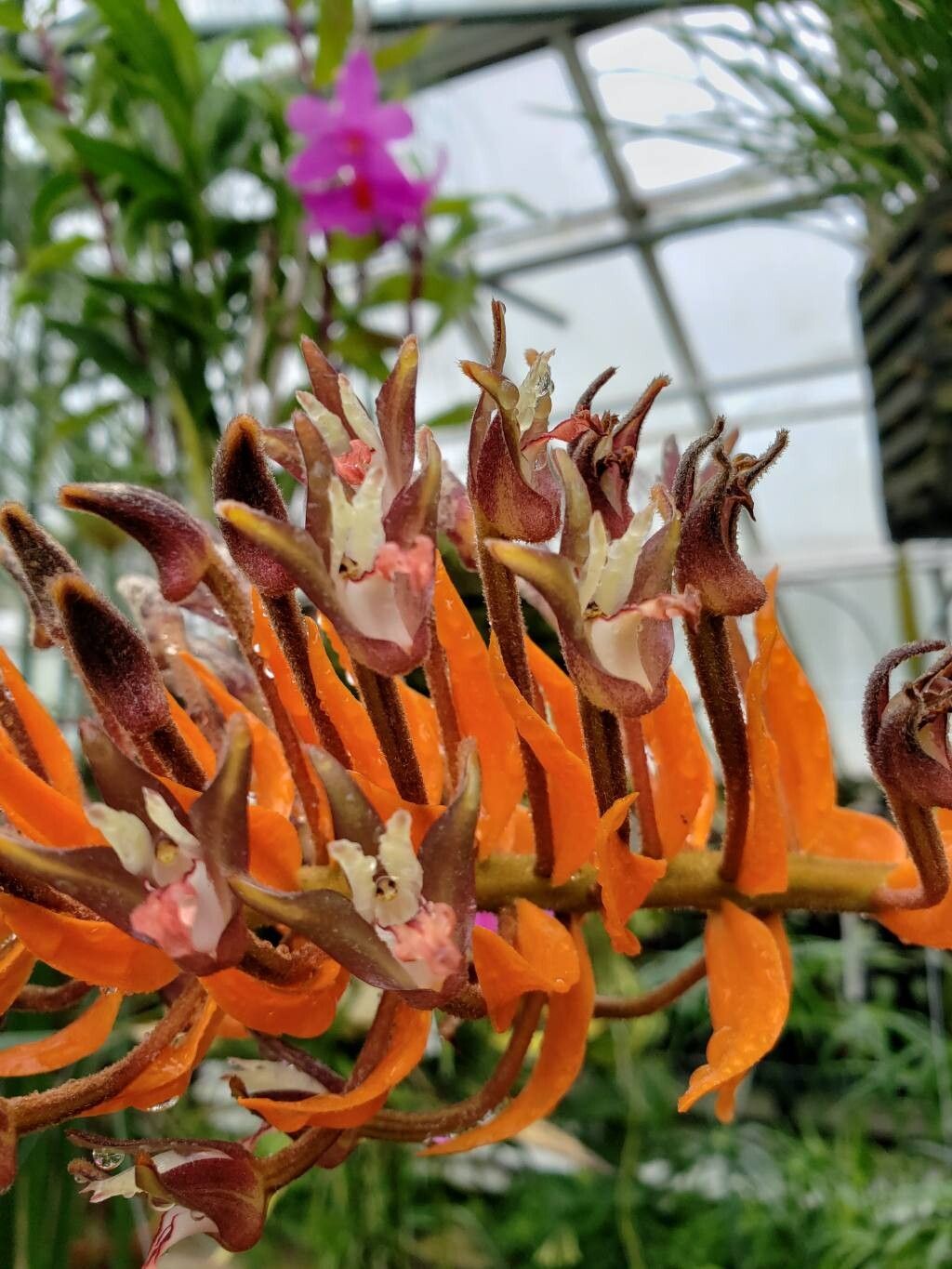 Dendrobium ornatum flower