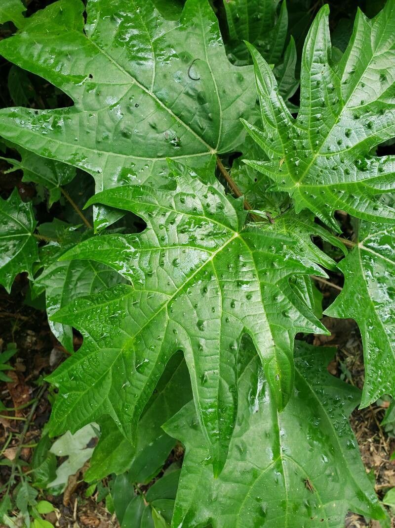 Urera laciniata leaf