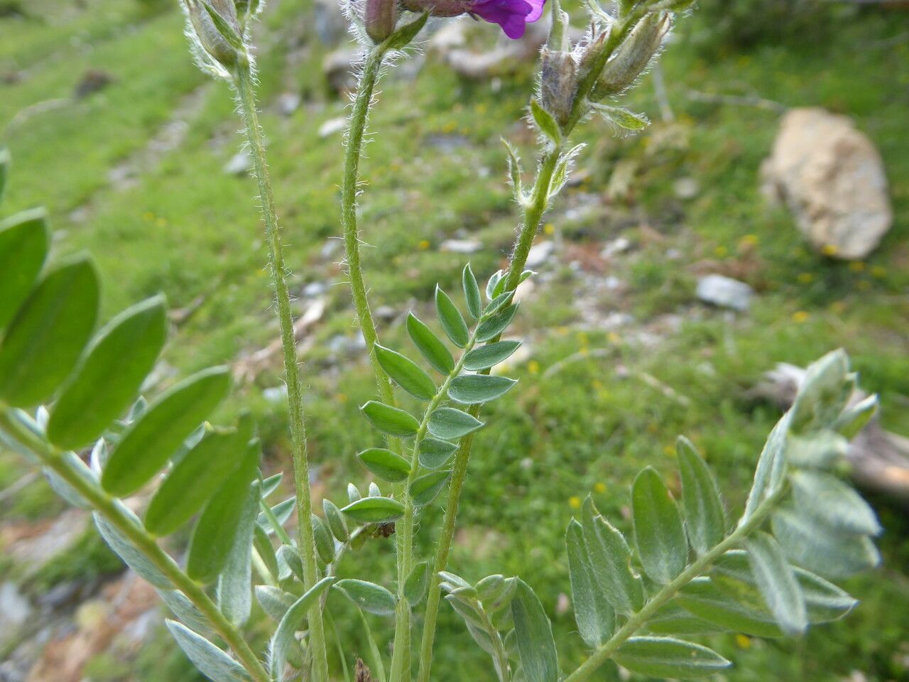 Oxytropis halleri bark