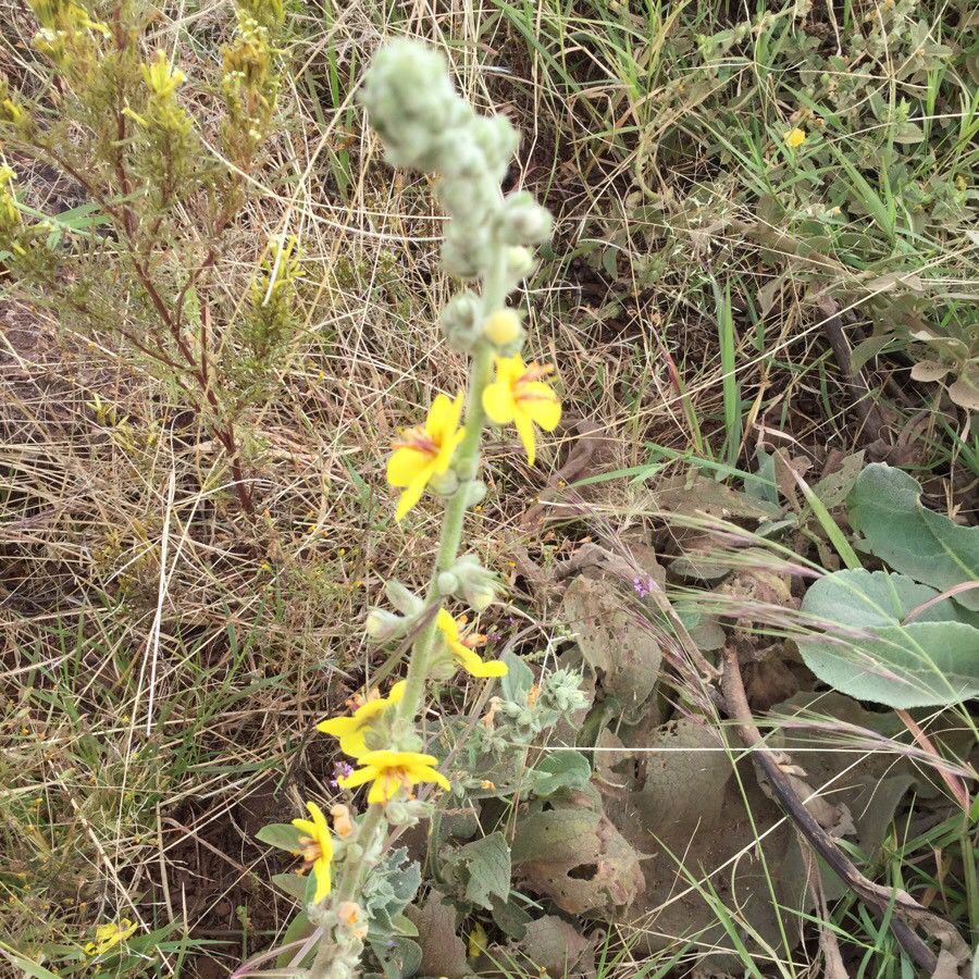 Verbascum sinaiticum flower