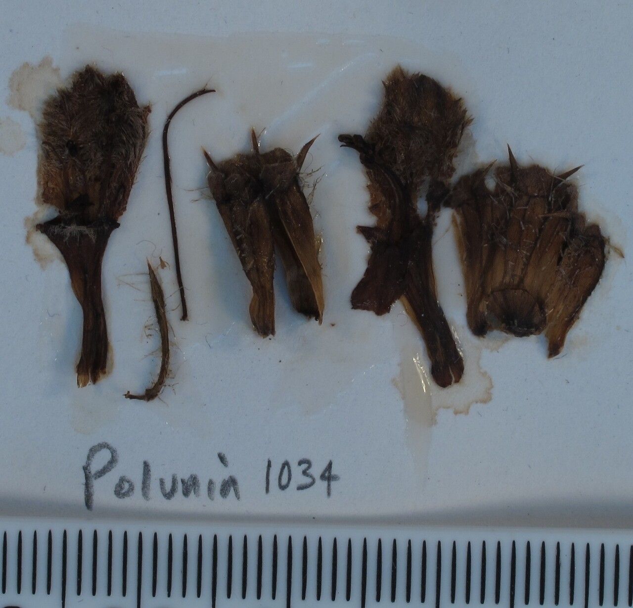 Phlomoides macrophylla other