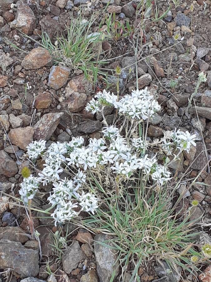 Arenaria querioides habit