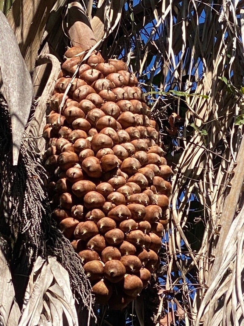 Attalea speciosa fruit