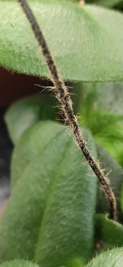 Hemionitis arifolia bark