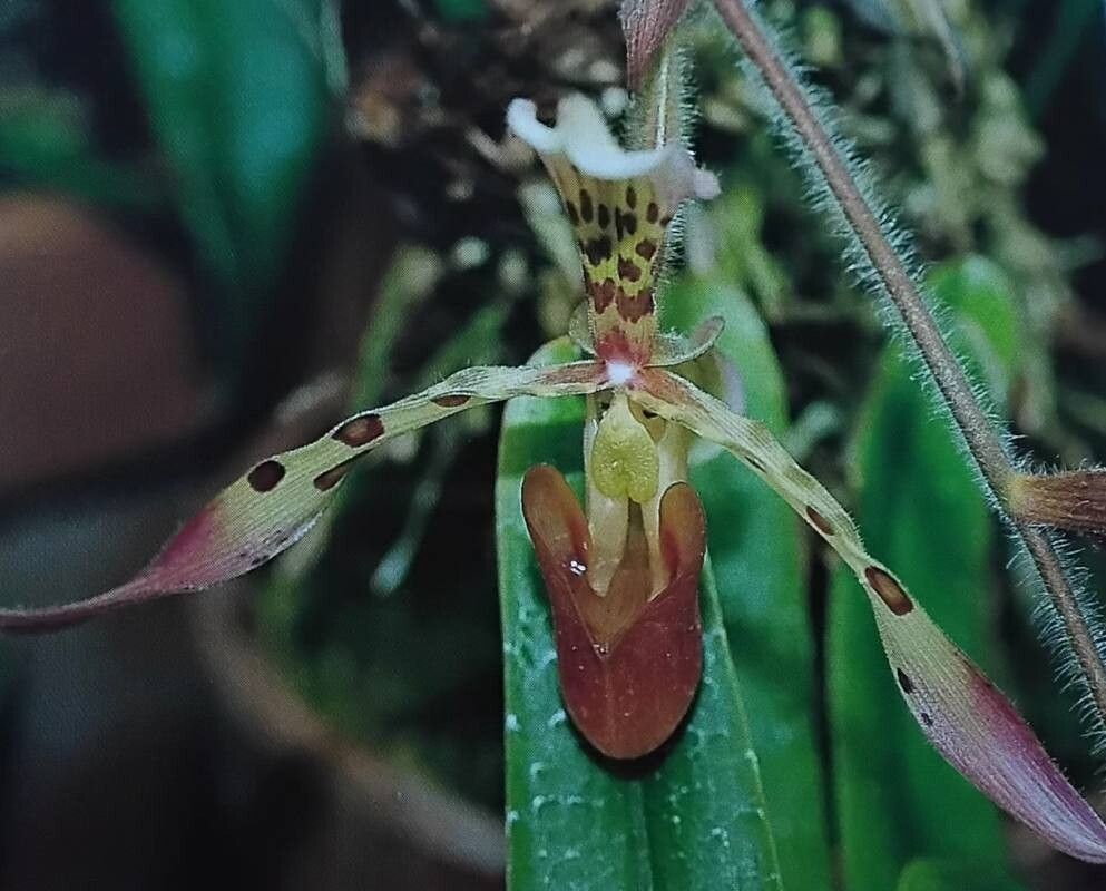 Paphiopedilum haynaldianum — search result for 'Paphiopedilum'