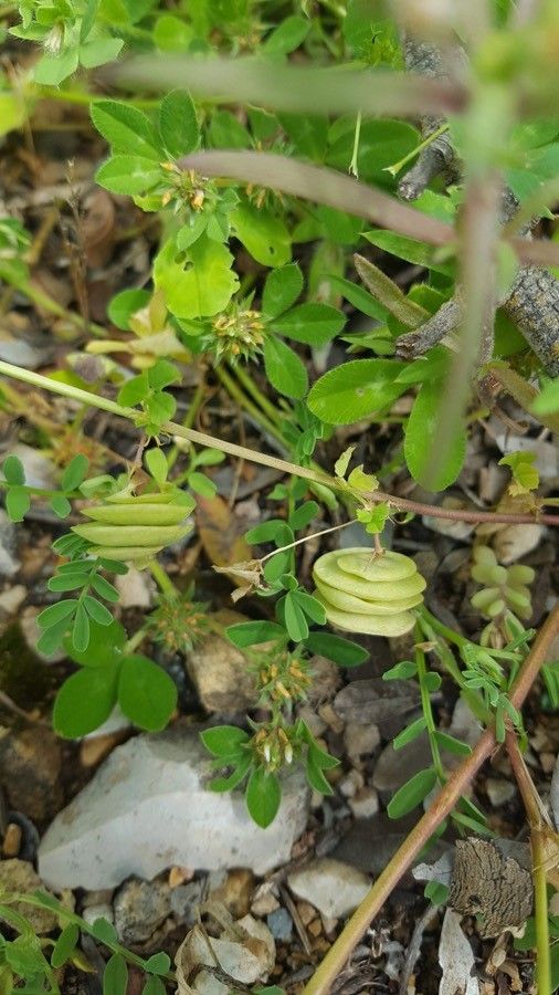 Medicago orbicularis fruit