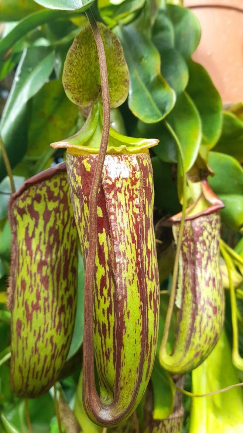 Nepenthes campanulata leaf