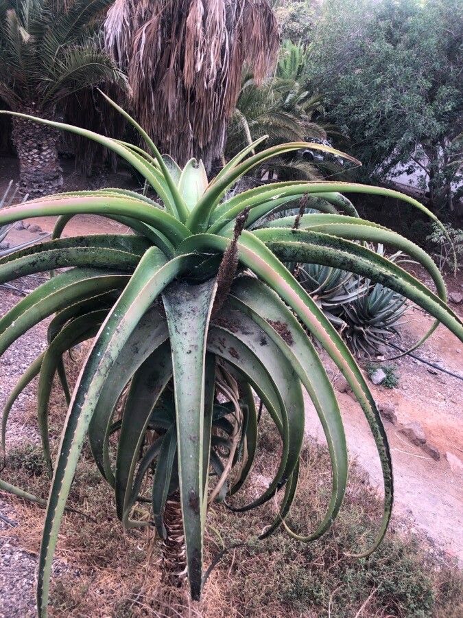 Aloe helenae — houseplant care guide
