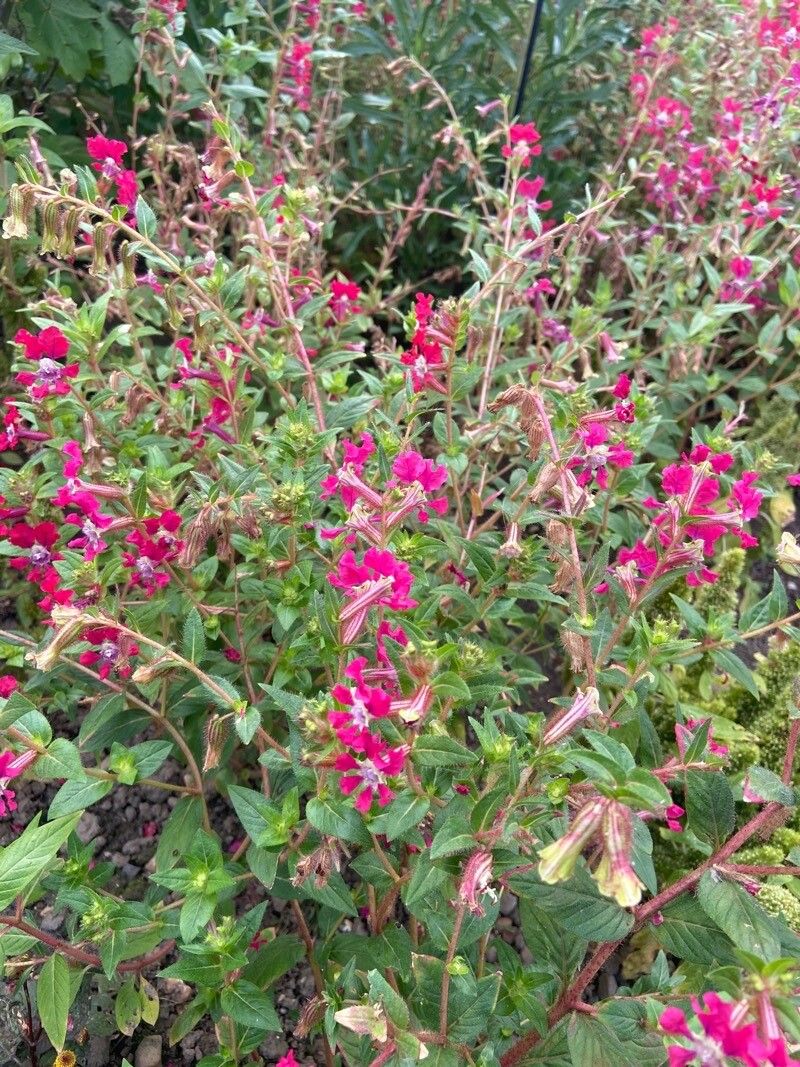 Cuphea aequipetala flower
