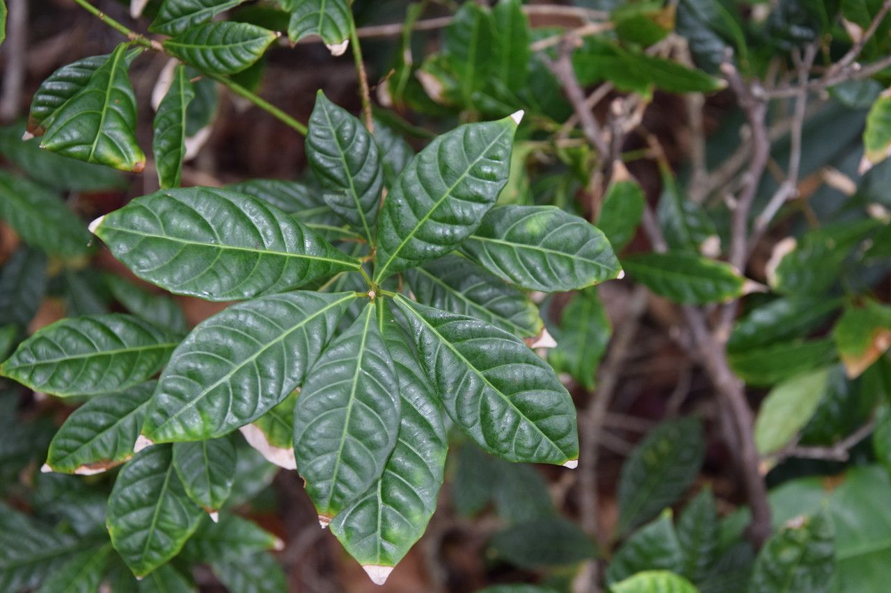 Bocquillonia rhomboidea — houseplant care guide