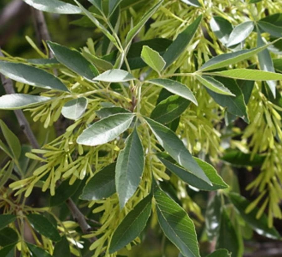 Fraxinus velutina flower