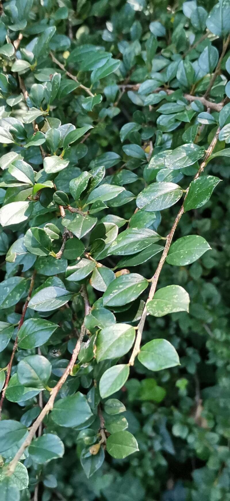Cotoneaster sichuanensis — houseplant care guide