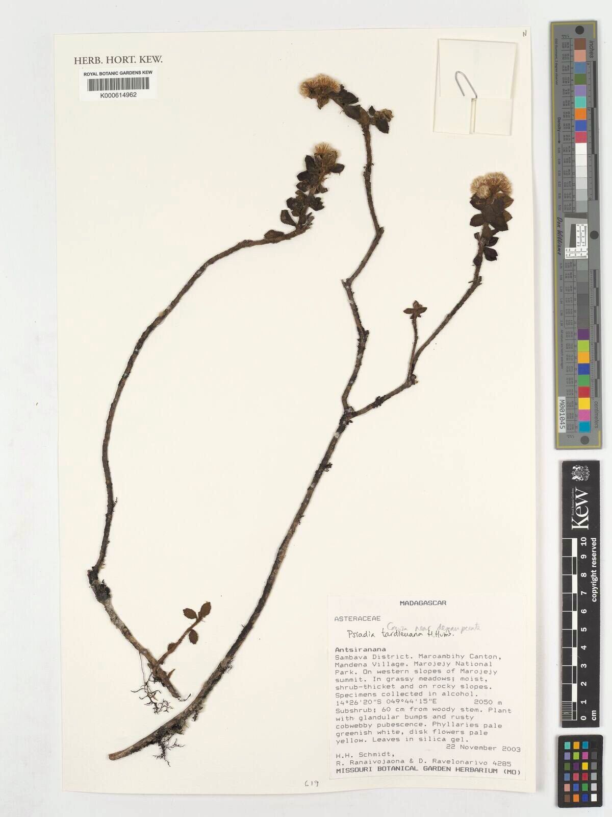 Psiadia tardieuana — houseplant care guide