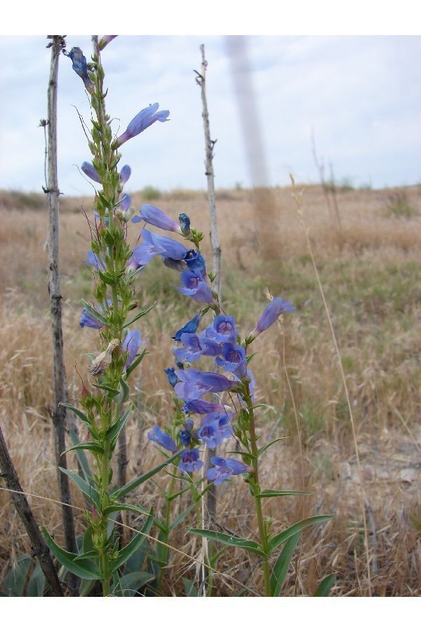 Penstemon perpulcher habit