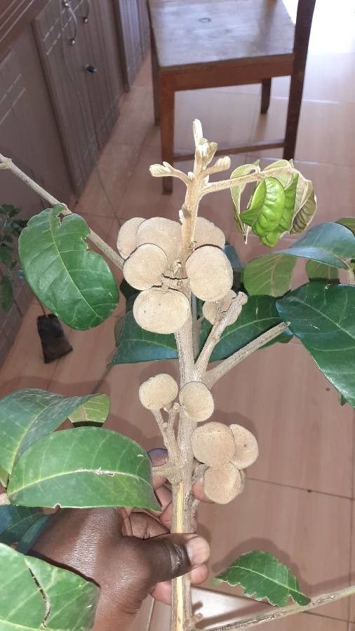 Trichilia dregeana fruit