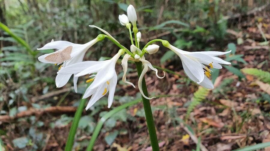 Proiphys cunninghamii — related species from the same genus