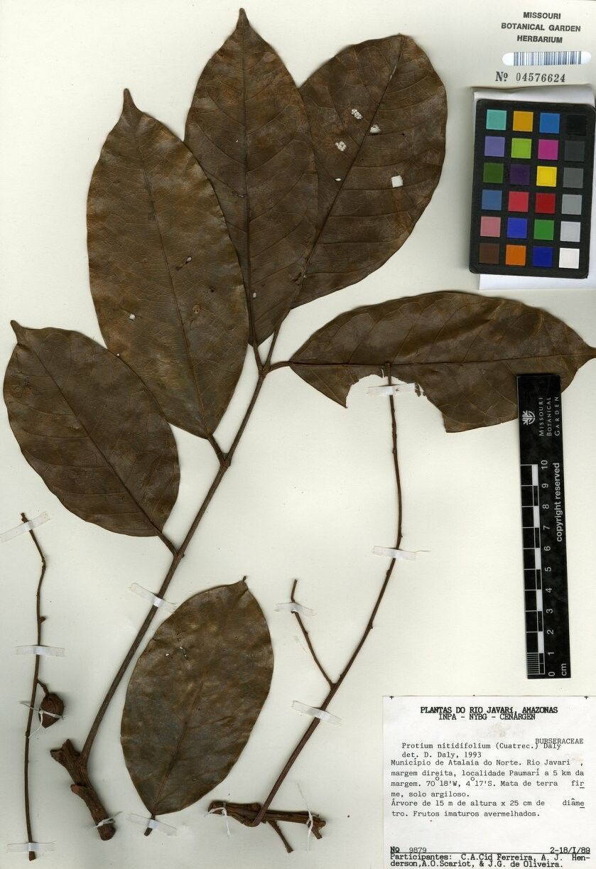 Protium nitidifolium — houseplant care guide