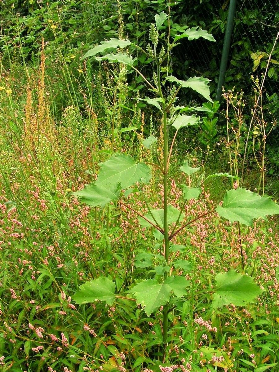 Iva xanthiifolia habit