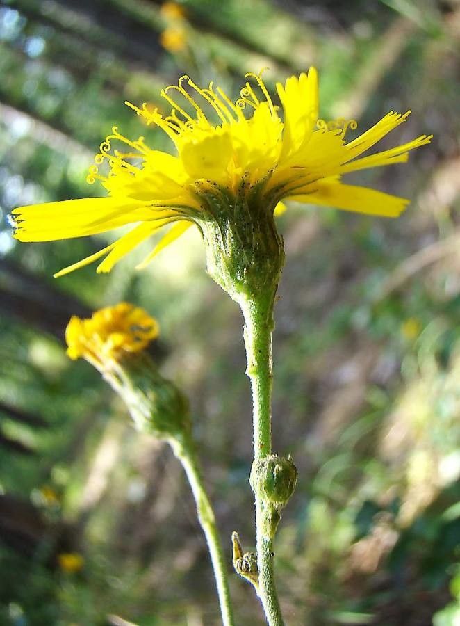 Hieracium racemosum other