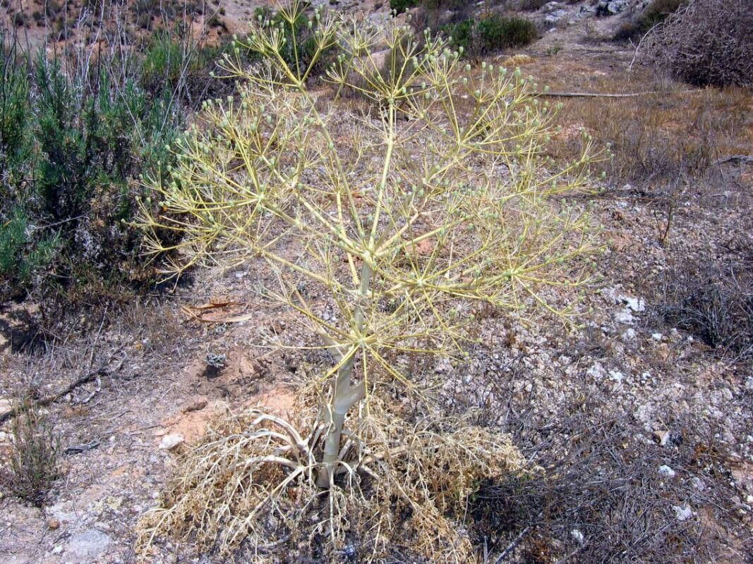 Ferula loscosii — search result for 'Ferula'