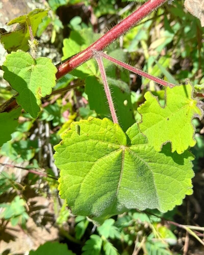 Pavonia argentina — related species from the same genus