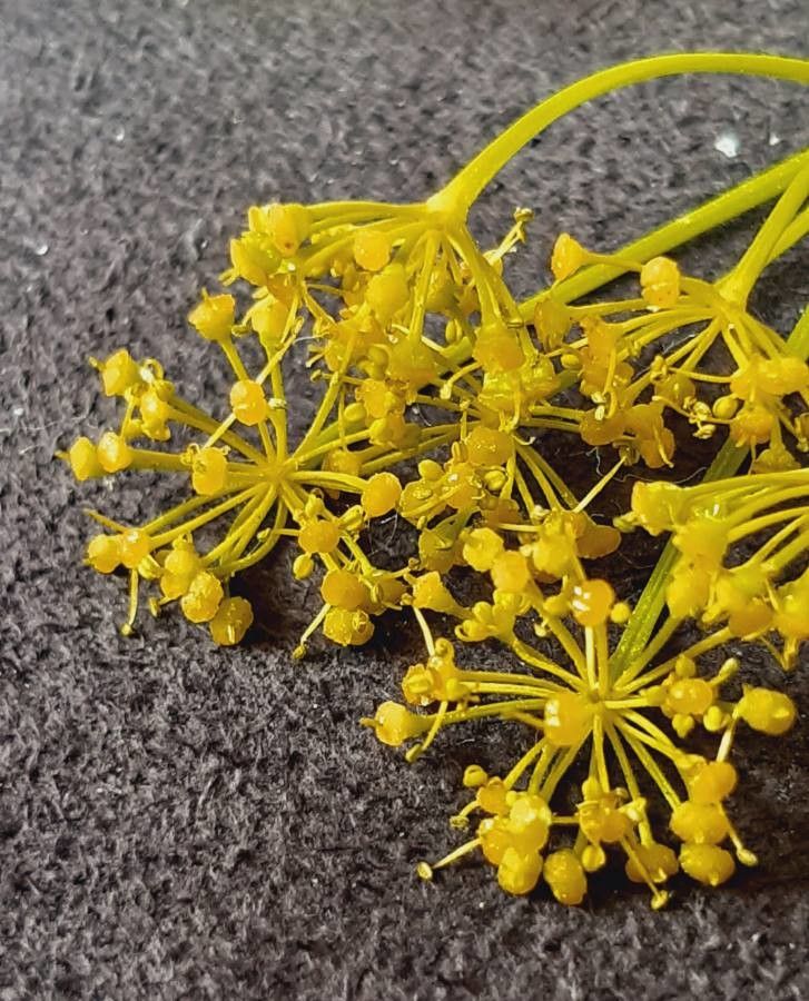 Smyrnium perfoliatum fruit