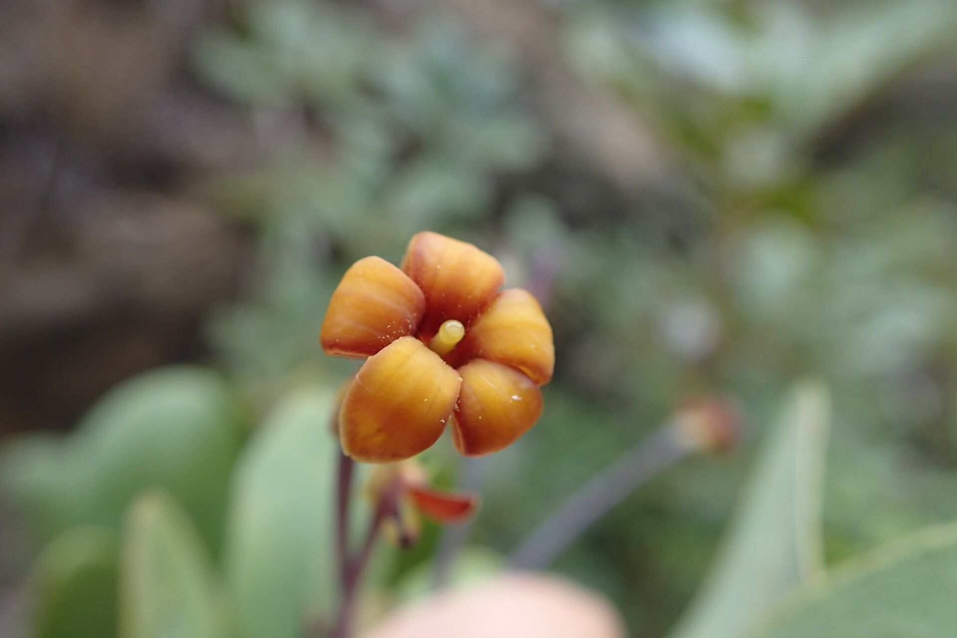Pittosporum sessilifolium — search result for 'Pittosporum'