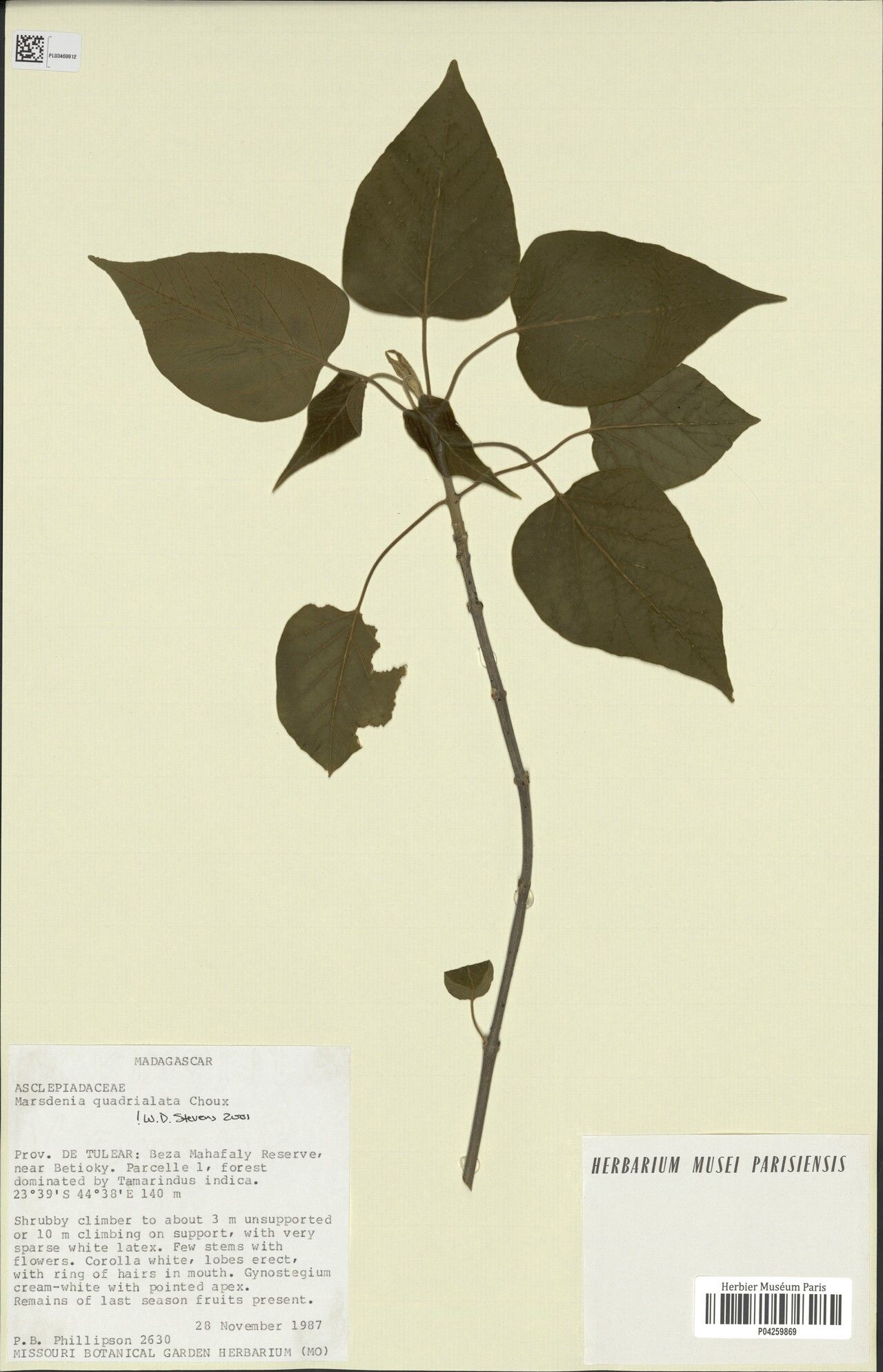 Marsdenia quadrialata — houseplant care guide