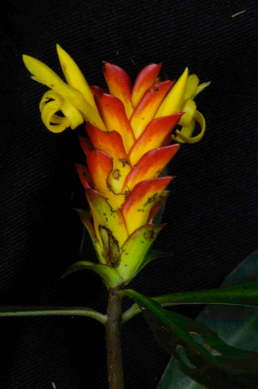 Aphelandra paulensis flower