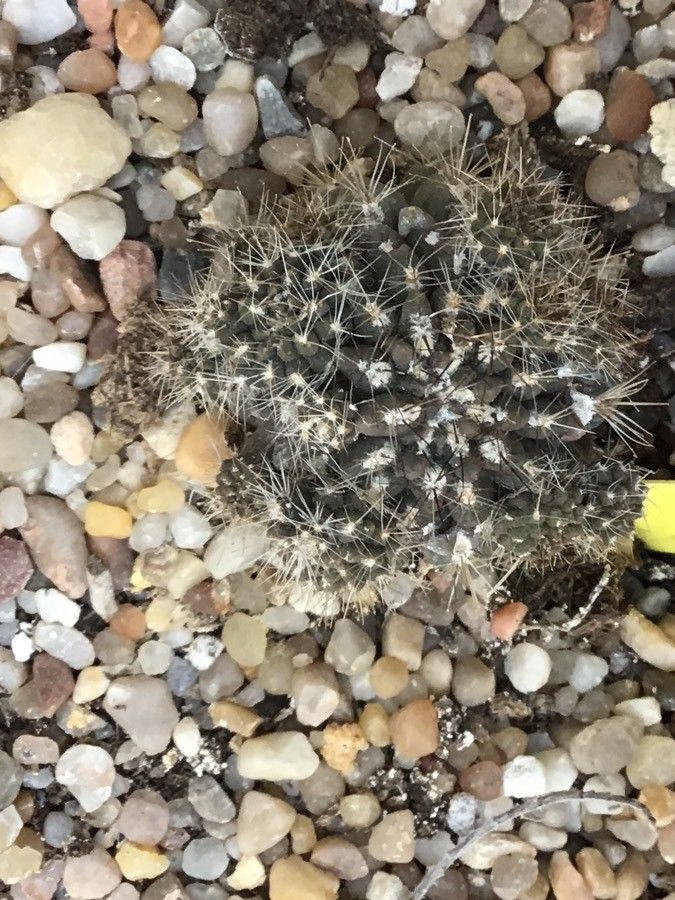Copiapoa marginata — houseplant care guide