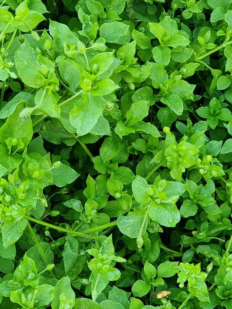 Spergula pentandra leaf