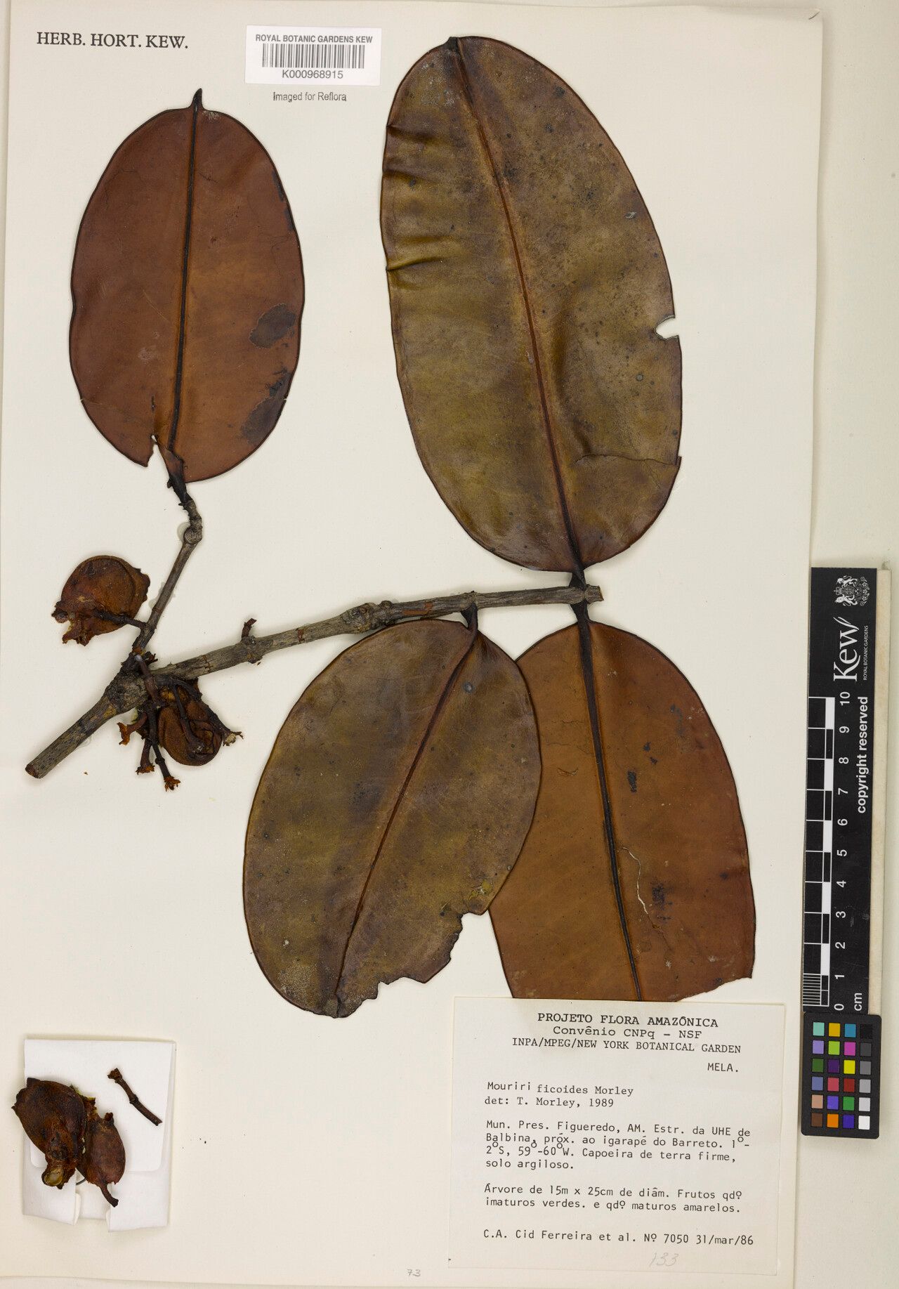 Mouriri ficoides fruit