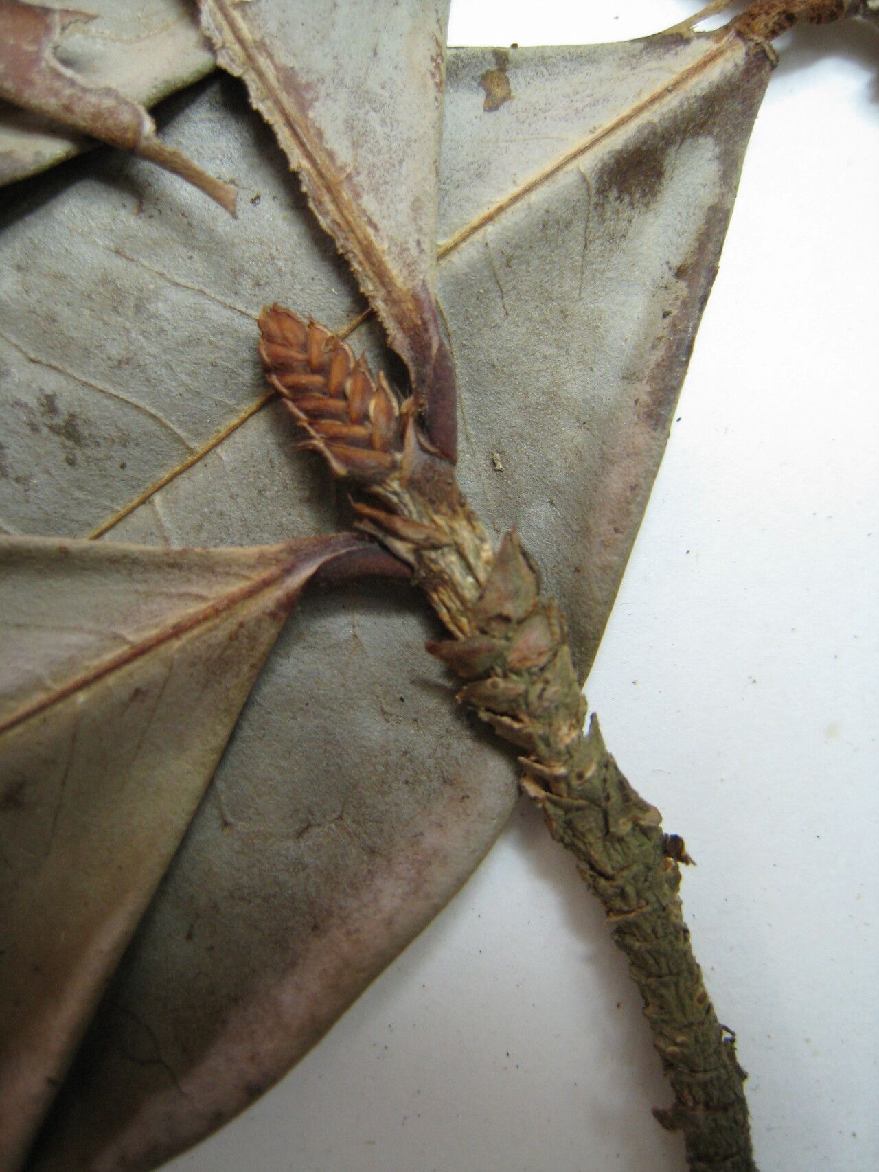 Erythroxylum squamatum other