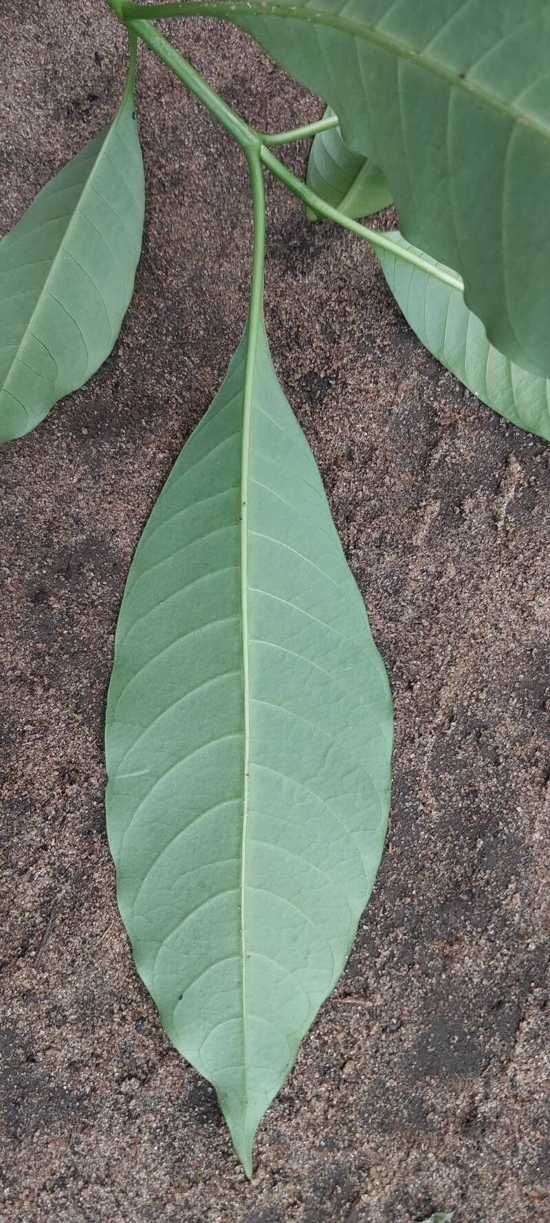 Voacanga chalotiana — related species from the same genus