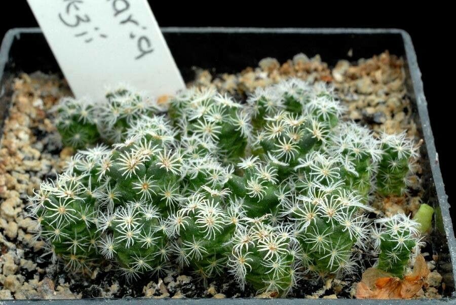 Mammillaria hernandezii habit