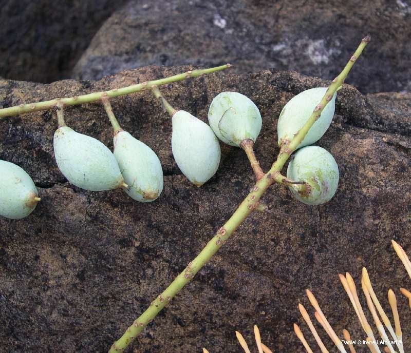 Virotia neurophylla fruit