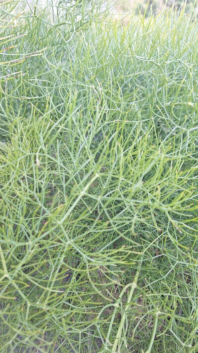 Seseli parnassicum leaf