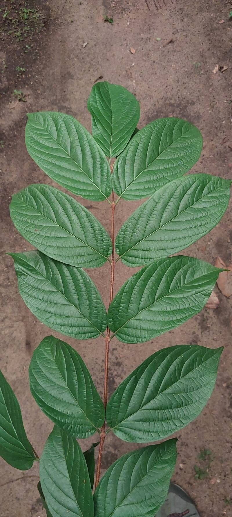 Heinsia crinita leaf