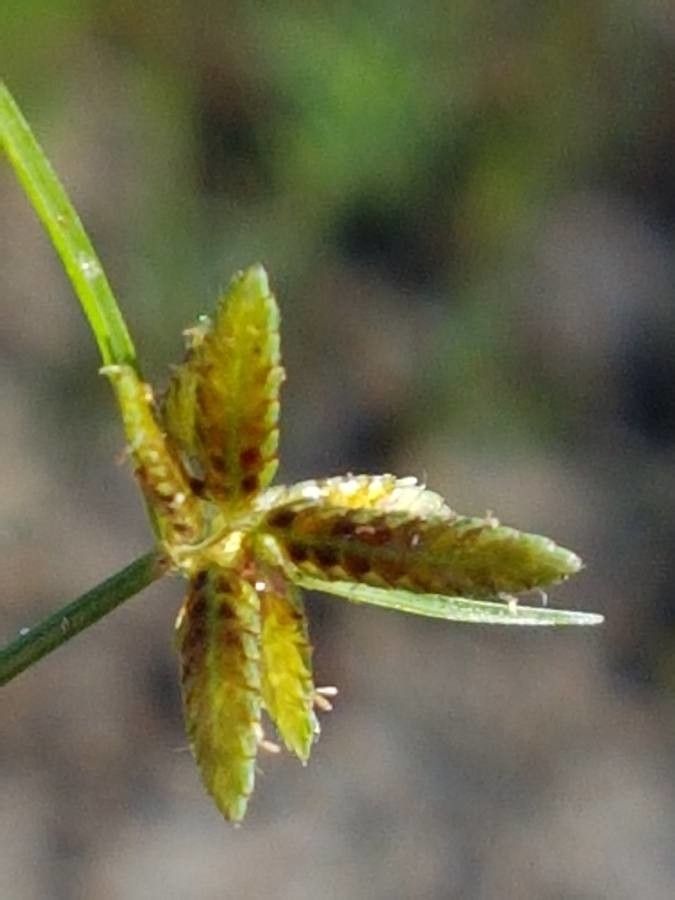 Cyperus flavescens flower
