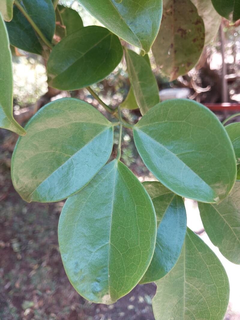 Strongylodon craveniae